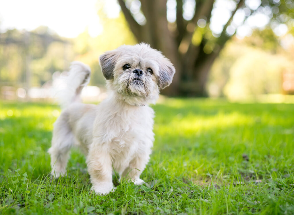 Shih Tzu - The Vets Hub