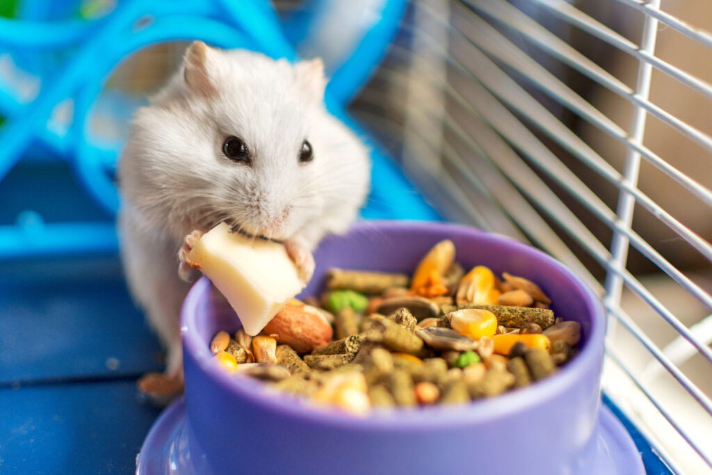 Kemirgen Ürünleri - The Vets Hub Petshop