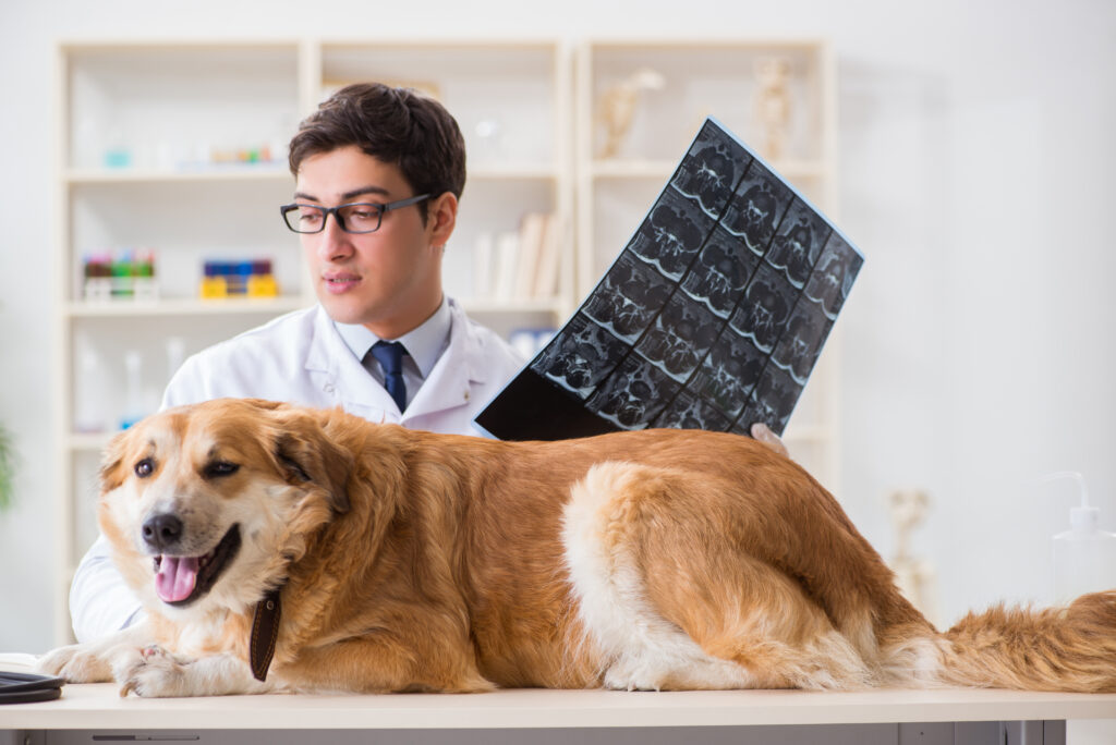 Köpeklerde Epilepsi - The Vets Hub Veteriner Kliniği İzmir