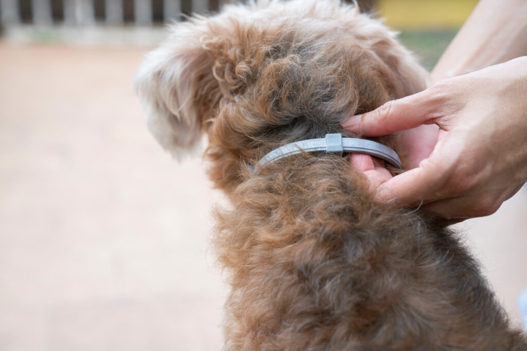 Köpeklerde İç ve Dış Parazit Uygulamaları - The Vets Hub