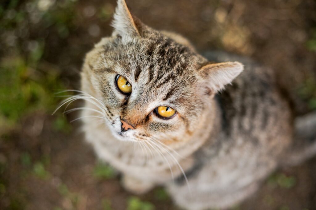 Kedi Hastalıkları - The Vets Hub İzmir Veteriner