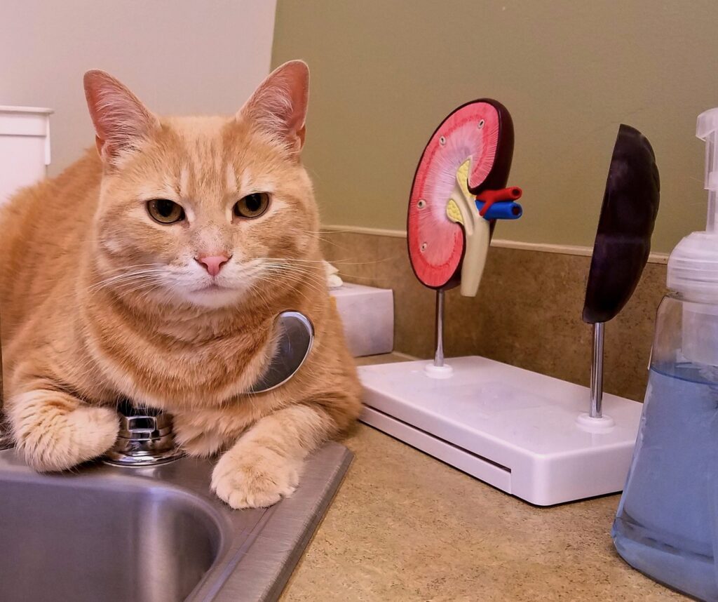Kedilerde İdrar Yolu Hastalıkları - The Vets Hub Veteriner Kliniği İzmir