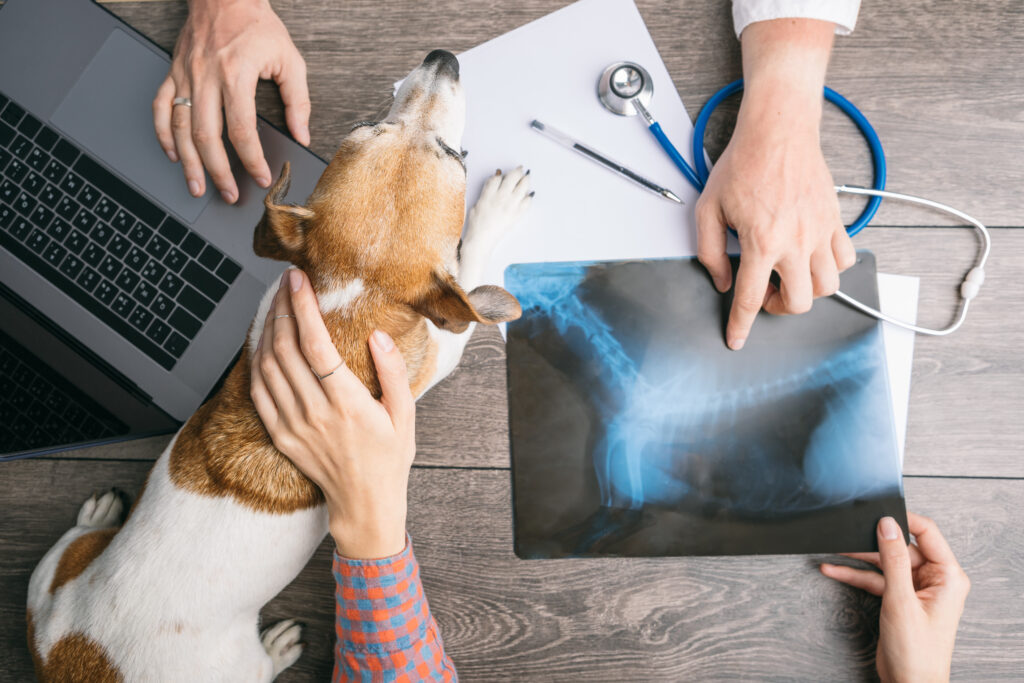 Köpeklerde Mesane Taşları - The Vets Hub Veteriner Kliniği İzmir