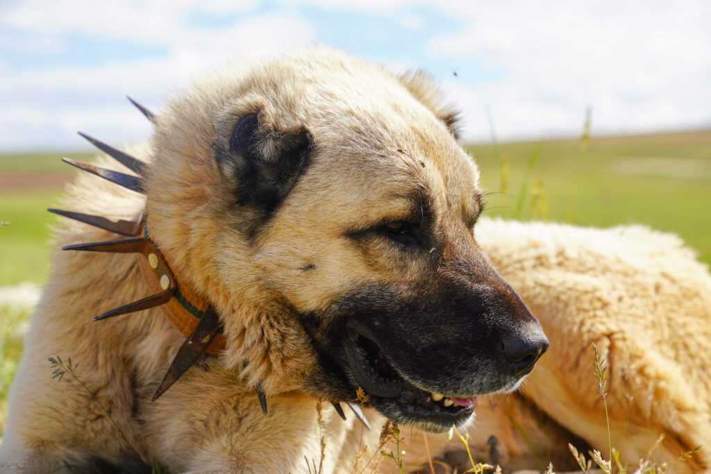 Kangal Çoban Köpeği - The Vets Hub Veteriner Kliniği İzmir