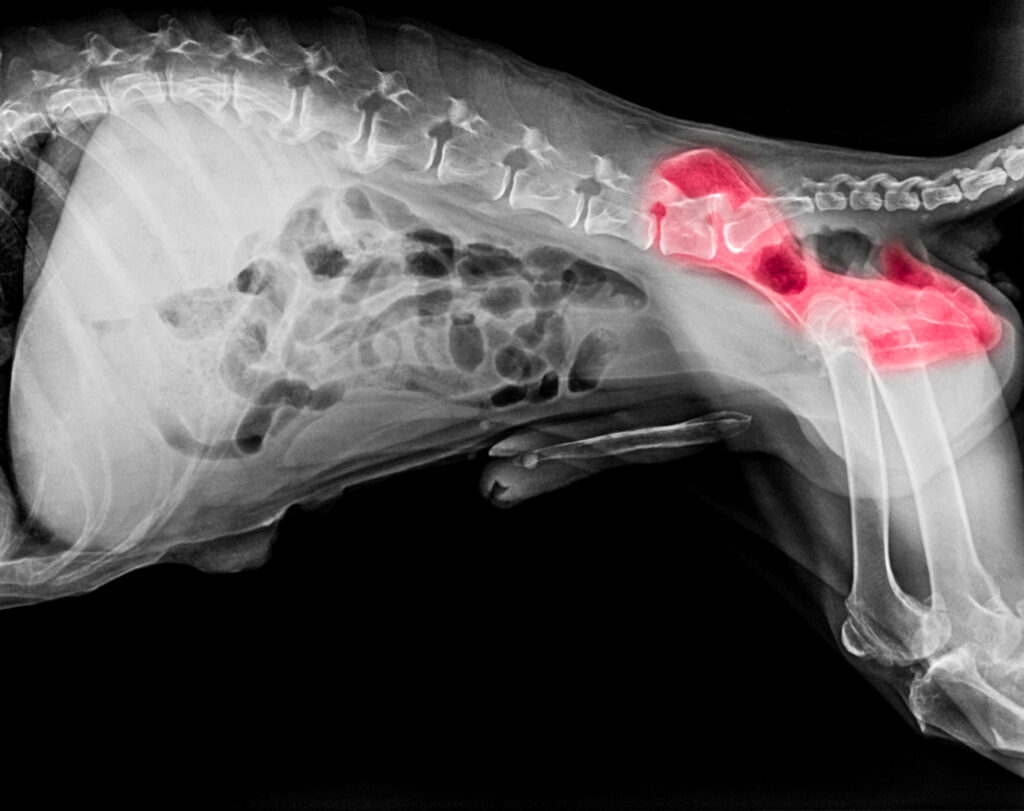 Köpeklerde Kalça Displazisi - The Vets Hub Veteriner Kliniği İzmir