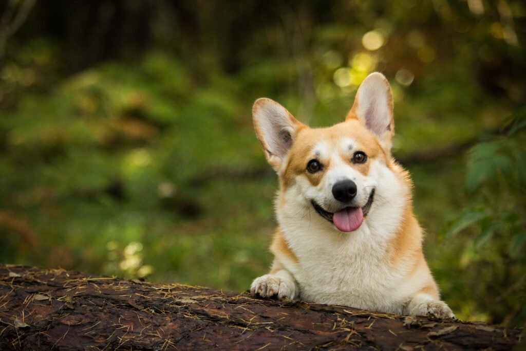 Corgi - The Vets Hub