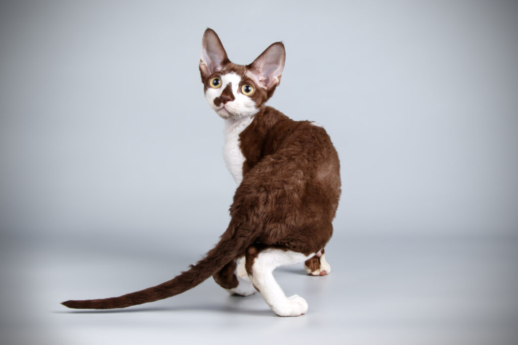Devon Rex - The Vets Hub Veteriner Kliniği İzmir