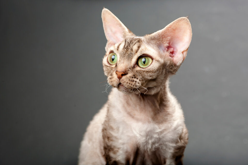 Devon Rex - The Vets Hub