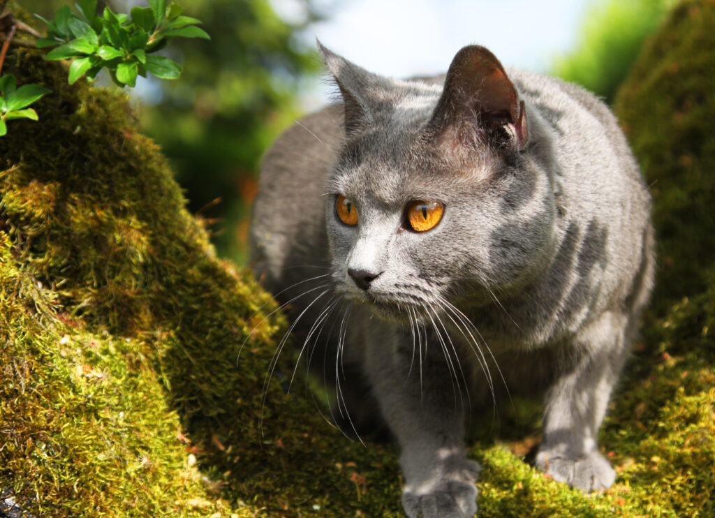 Chartreux - The Vets Hub Veteriner Kliniği İzmir