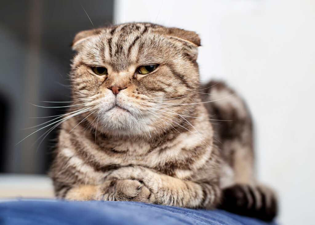Scottish Fold - The Vets Hub Veteriner Kliniği İzmir