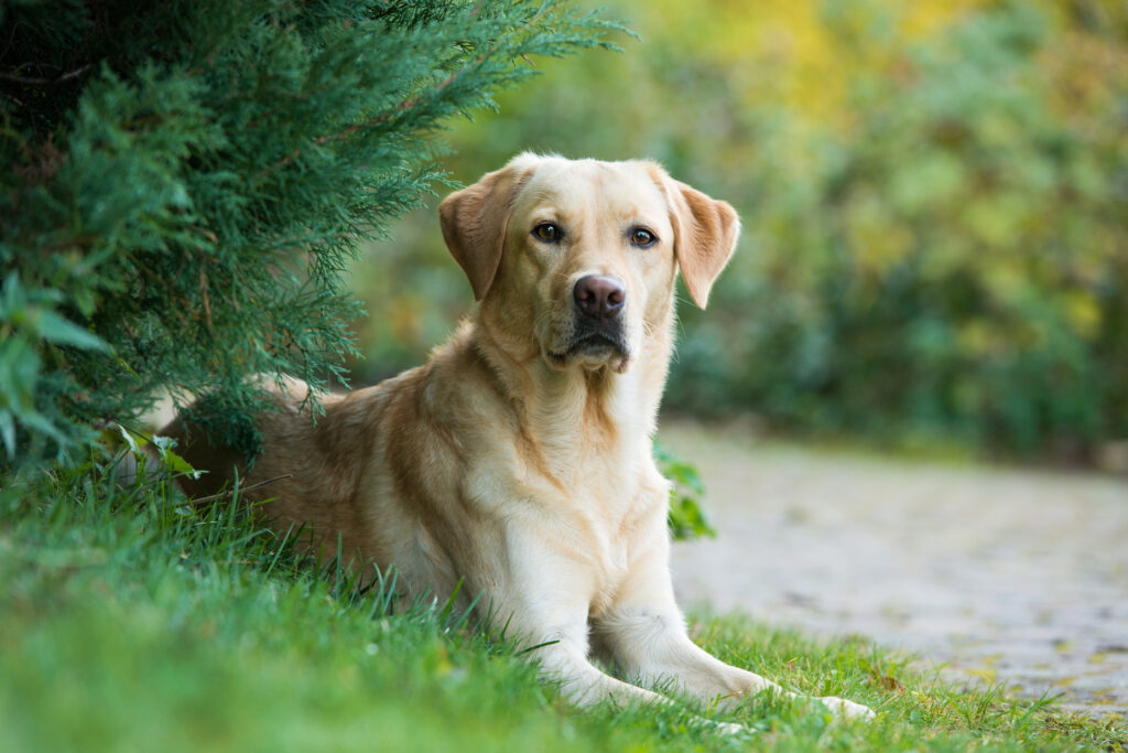Labrador Retriever - The Vets Hub