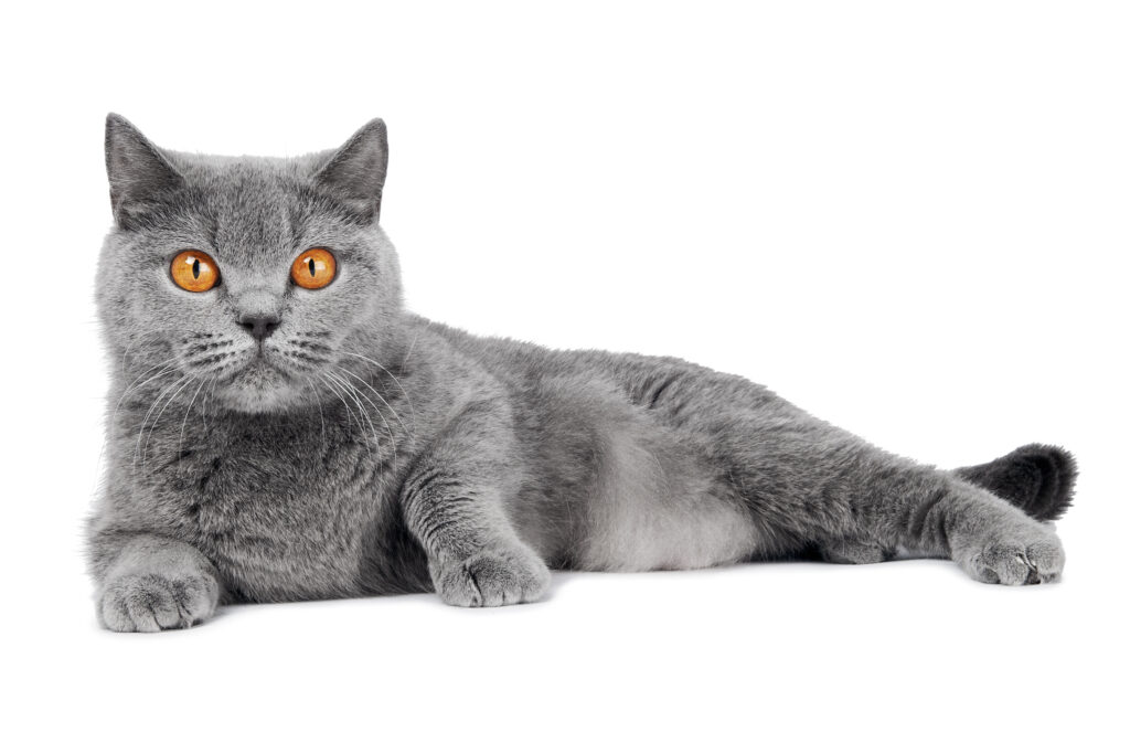British Shorthair - The Vets Hub Veteriner Kliniği İzmir