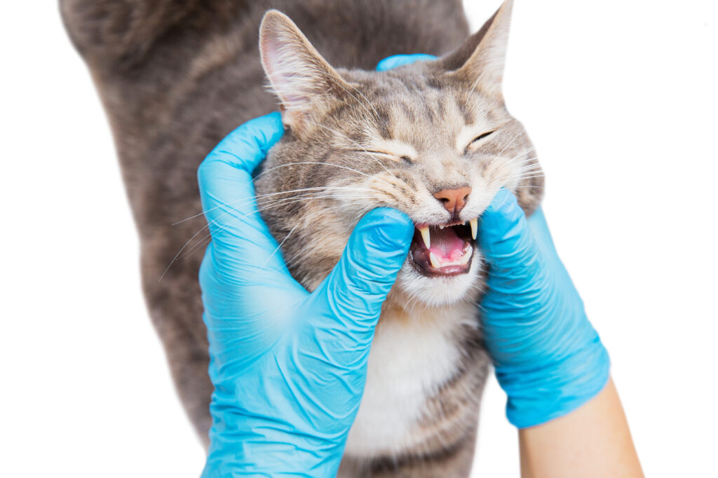 Kedilerde Diş Rezorpsiyonu - The Vets Hub Veteriner Kliniği İzmir
