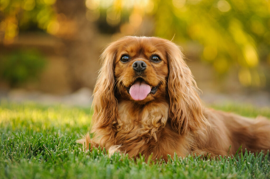 Cavalier King Charles Spaniel - The Vets Hub Veteriner Kliniği İzmir
