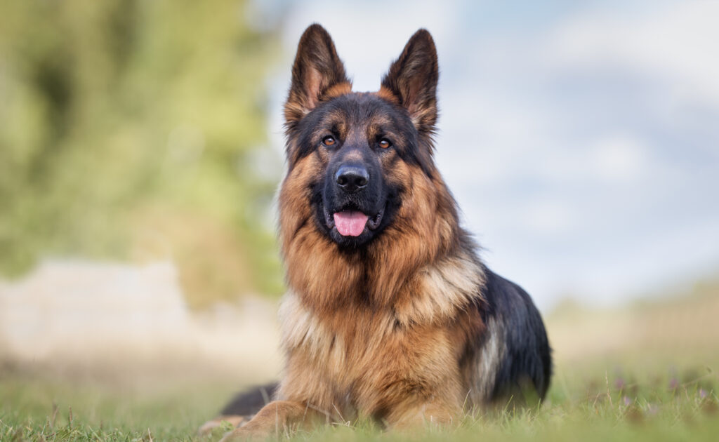 Alman Çoban Köpeği - The Vets Hub