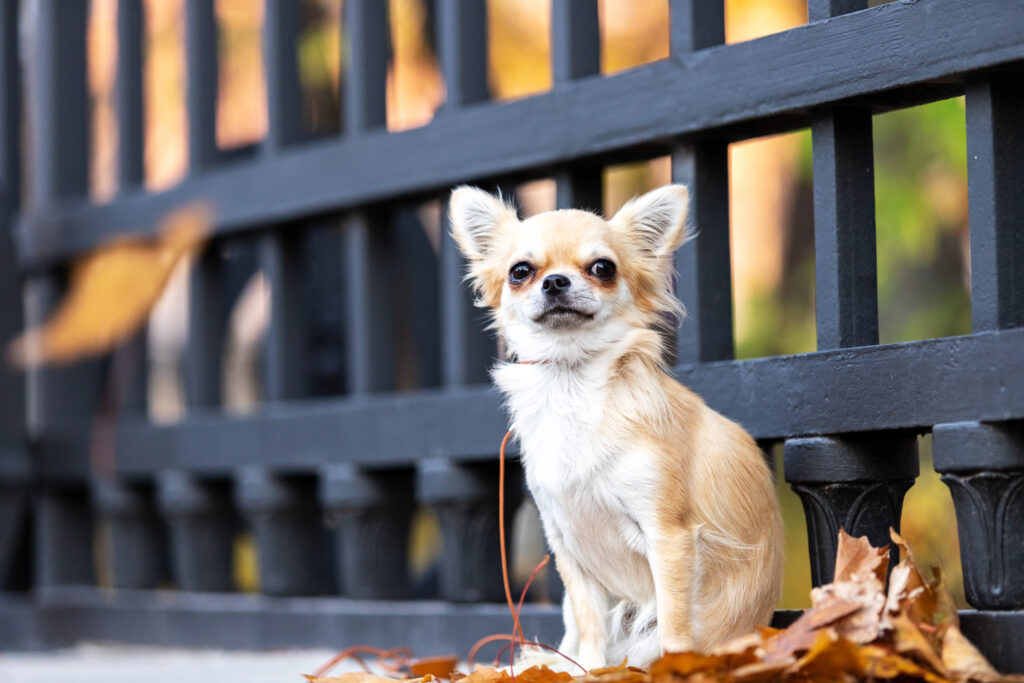 Chihuahua - The Vets Hub Veteriner Kliniği İzmir