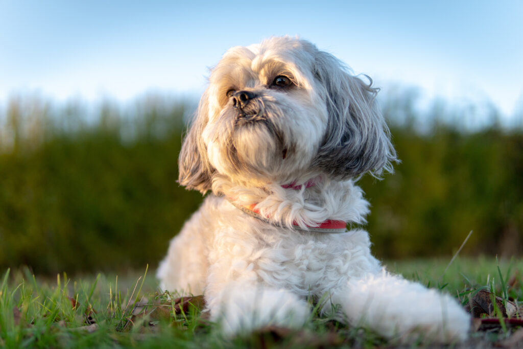 Shih Tzu - The Vets Hub Veteriner Kliniği İzmir