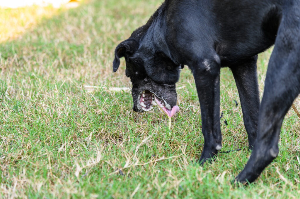 Köpeklerde Kusma - The Vets Hub Veteriner Kliniği İzmir
