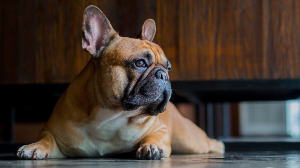 Fransız Bulldog - The Vets Hub Veteriner Kliniği İzmir