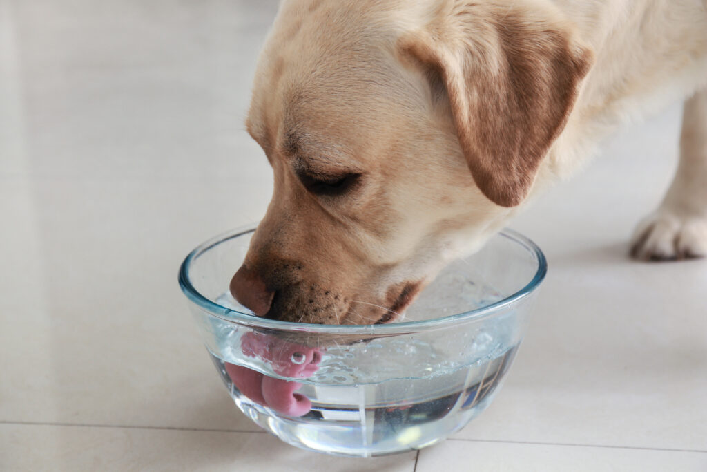 Köpeklerde Cushing Sendromu - The Vets Hub Veteriner Kliniği İzmir