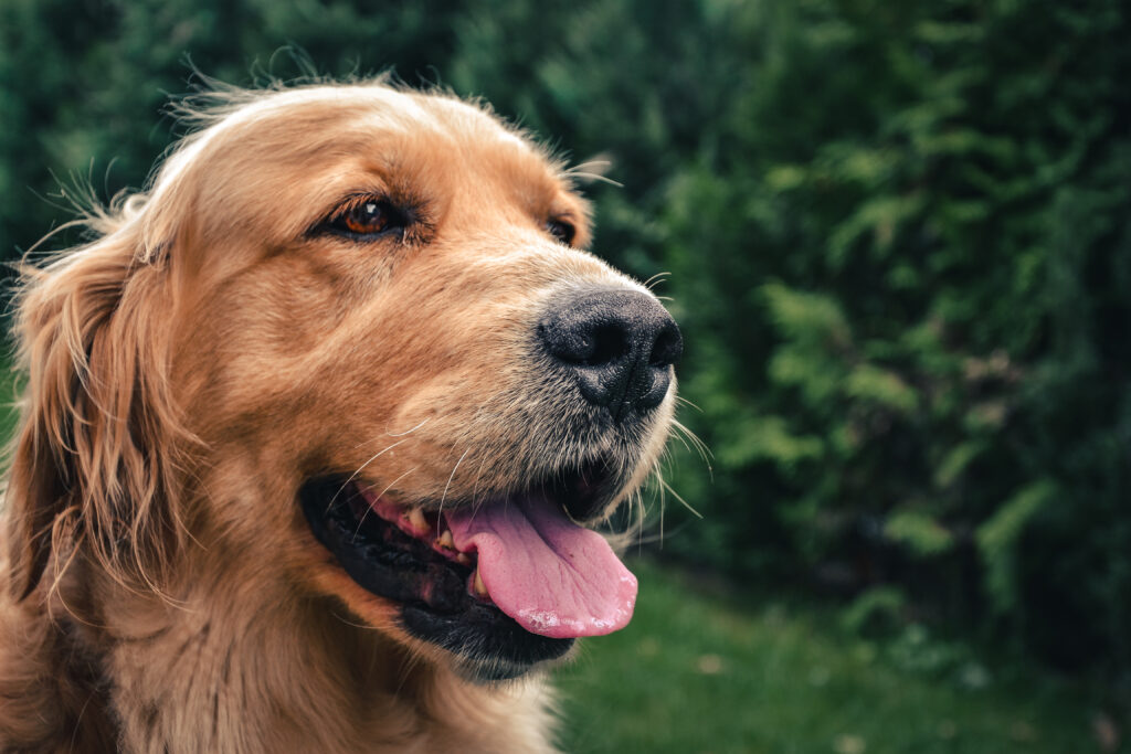 Golden Retriever - The Vets Hub Veteriner Kliniği İzmir