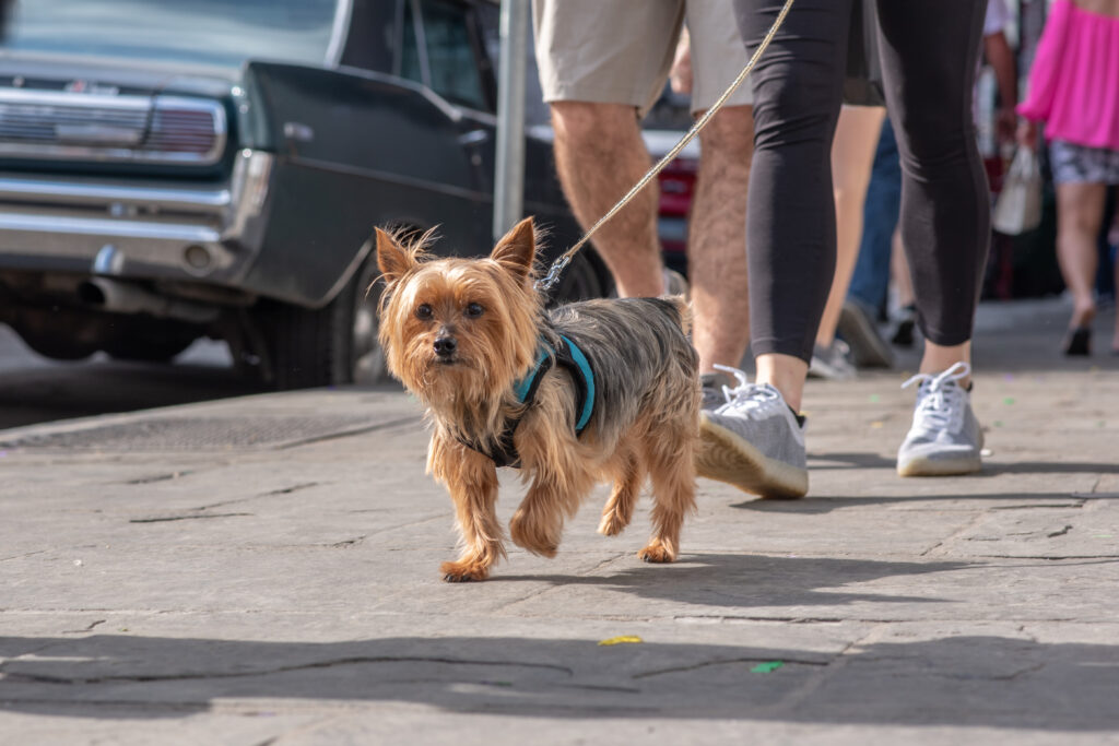 Köpeklerde Trakea Kollapsı - The Vets Hub Veteriner Kliniği İzmir