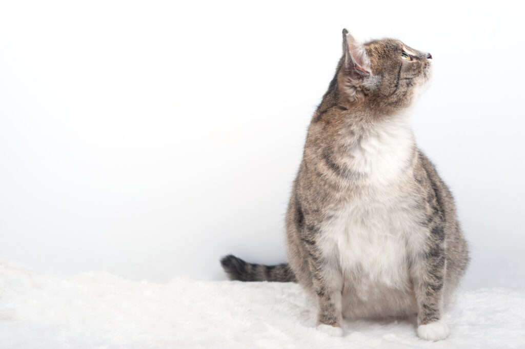 Kedilerde Gebelik ve Doğum Kediler Kaç Günde Doğurur? - The Vets Hub