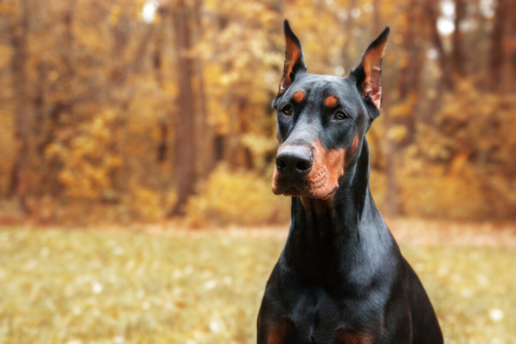 Doberman - The Vets Hub Veteriner Kliniği İzmir