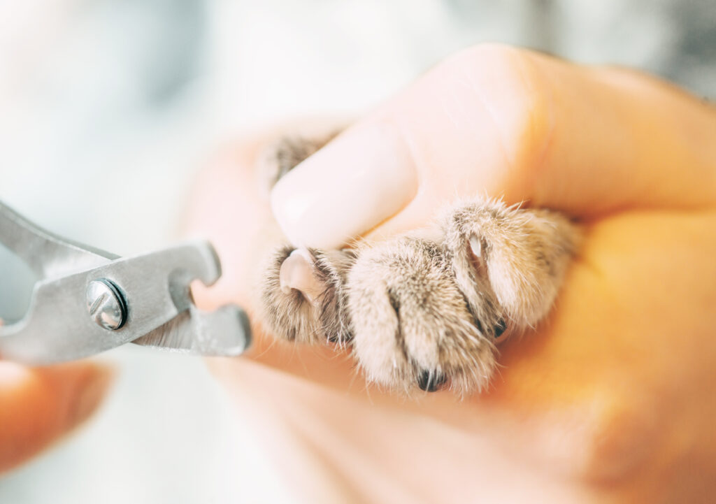 Kedi Tırnak Kesimi Nasıl Yapılır? - The Vets Hub