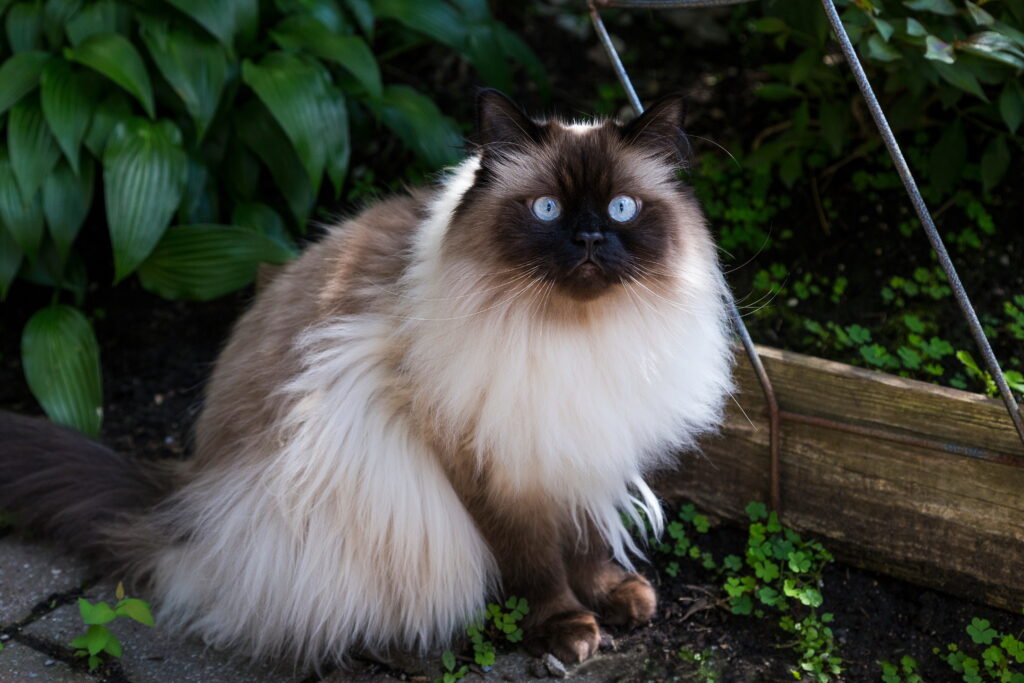 Himalaya Kedisi - The Vets Hub Veteriner Kliniği İzmir