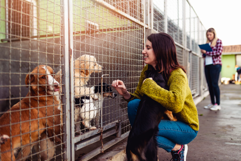 Yeni Köpek Sahiplenme Rehberi - The Vets Hub