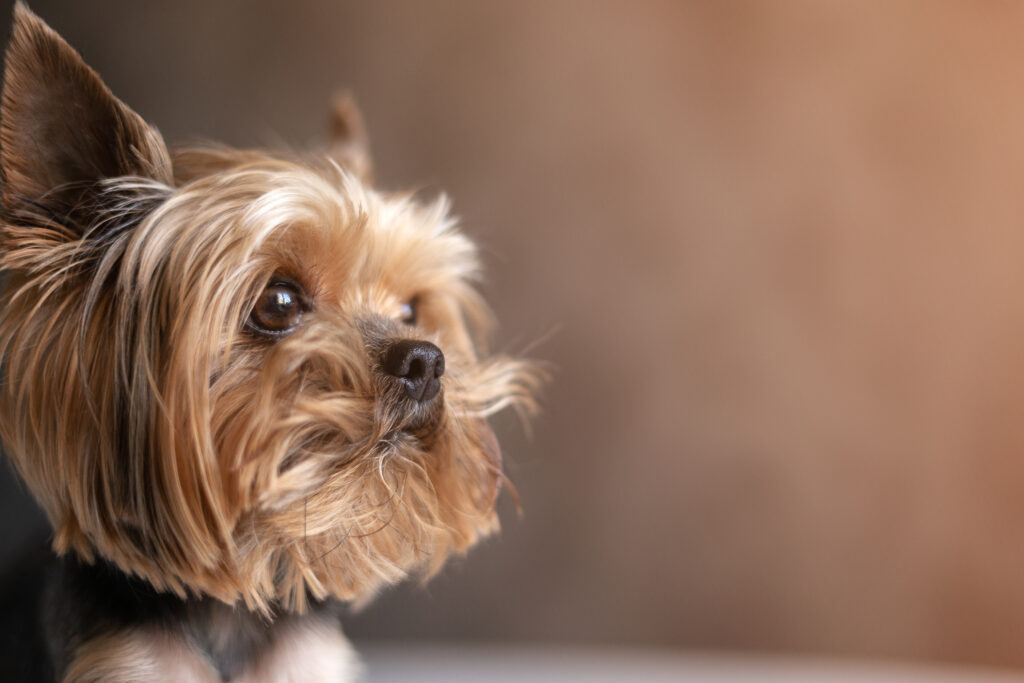 Yorkshire Terrier - The Vets Hub Veteriner Kliniği İzmir