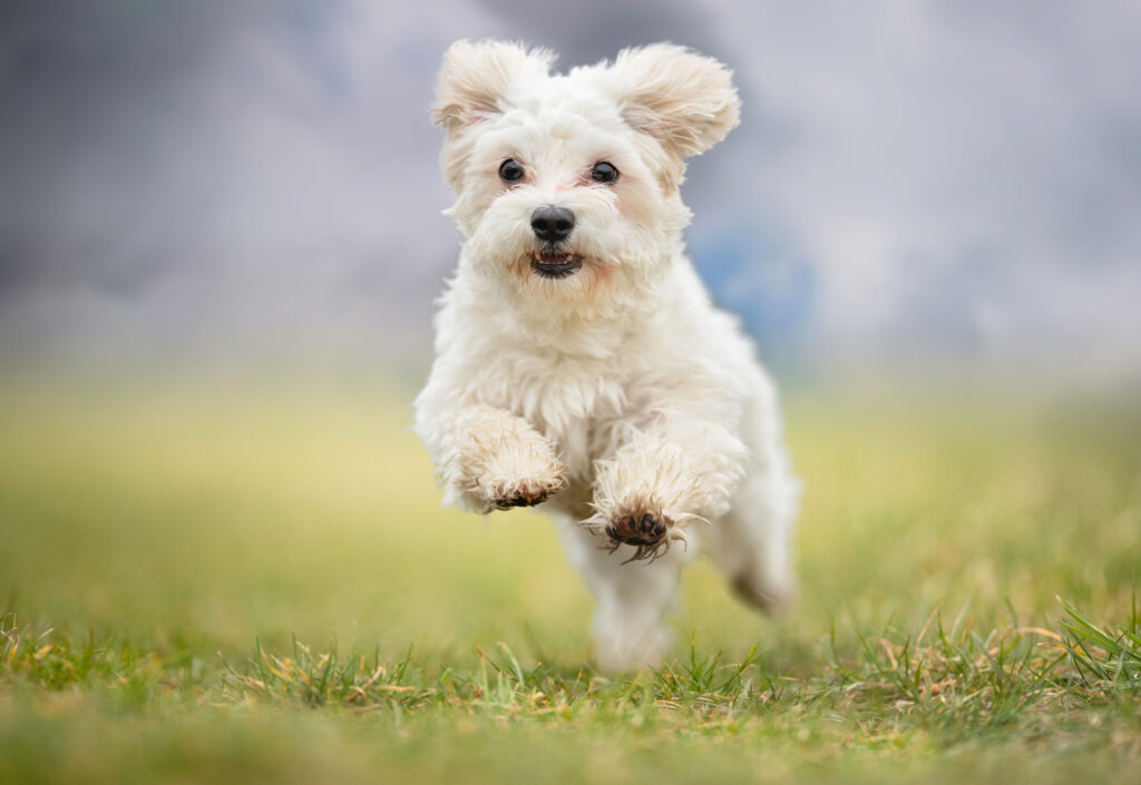 Maltese Terrier - The Vets Hub