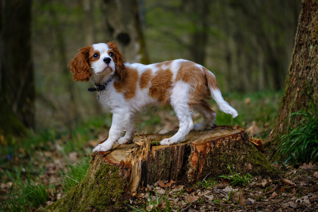 Cavalier King Charles Spaniel - The Vets Hub