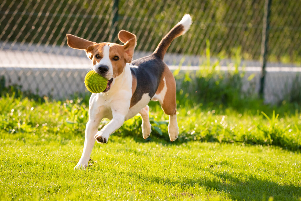 Köpeklerde Egzersiz ve Zihinsel Uyarım - The Vets Hub