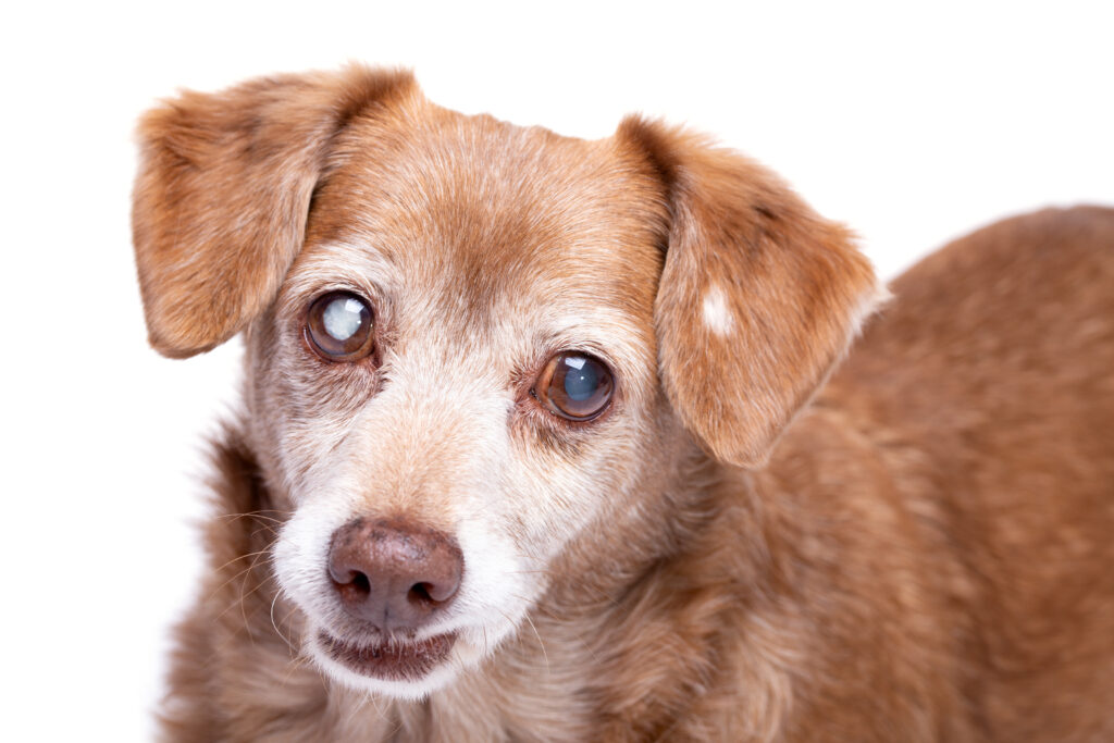 Köpeklerde Katarakt - The Vets Hub Veteriner Kliniği İzmir