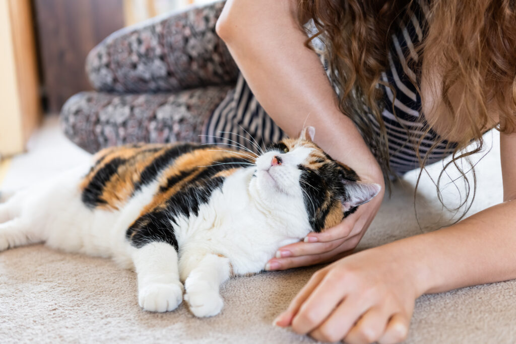 Kediler Neden Mırlar? Mırlamanın Anlamları - The Vets Hub