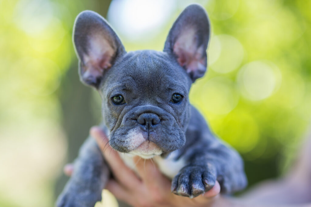 Fransız Bulldog - The Vets Hub