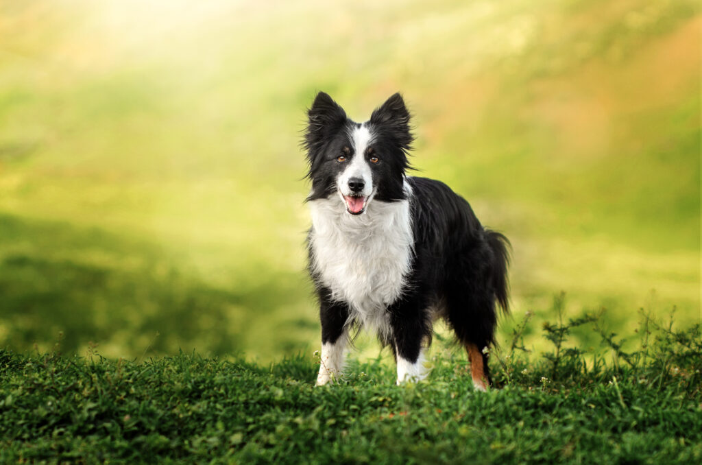Border Collie - The Vets Hub