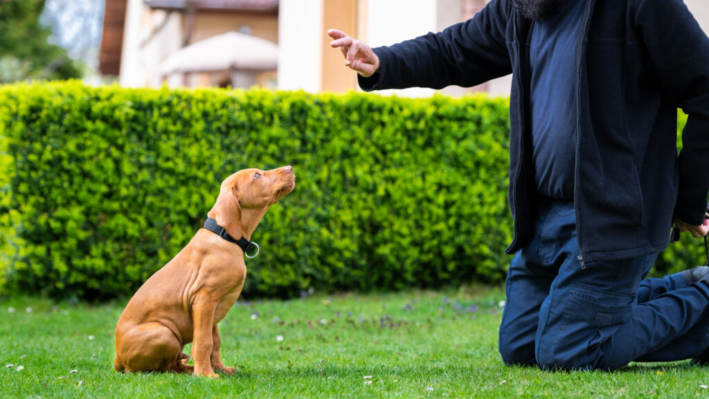 Köpeklerde Temel İtaat Eğitimi Otur, Kal, Gel ve Bırak - The Vets Hub