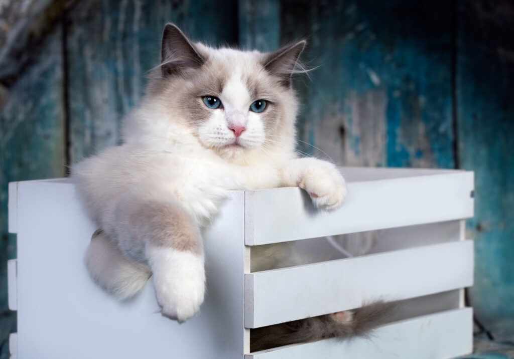 Ragdoll - The Vets Hub Veteriner Kliniği İzmir