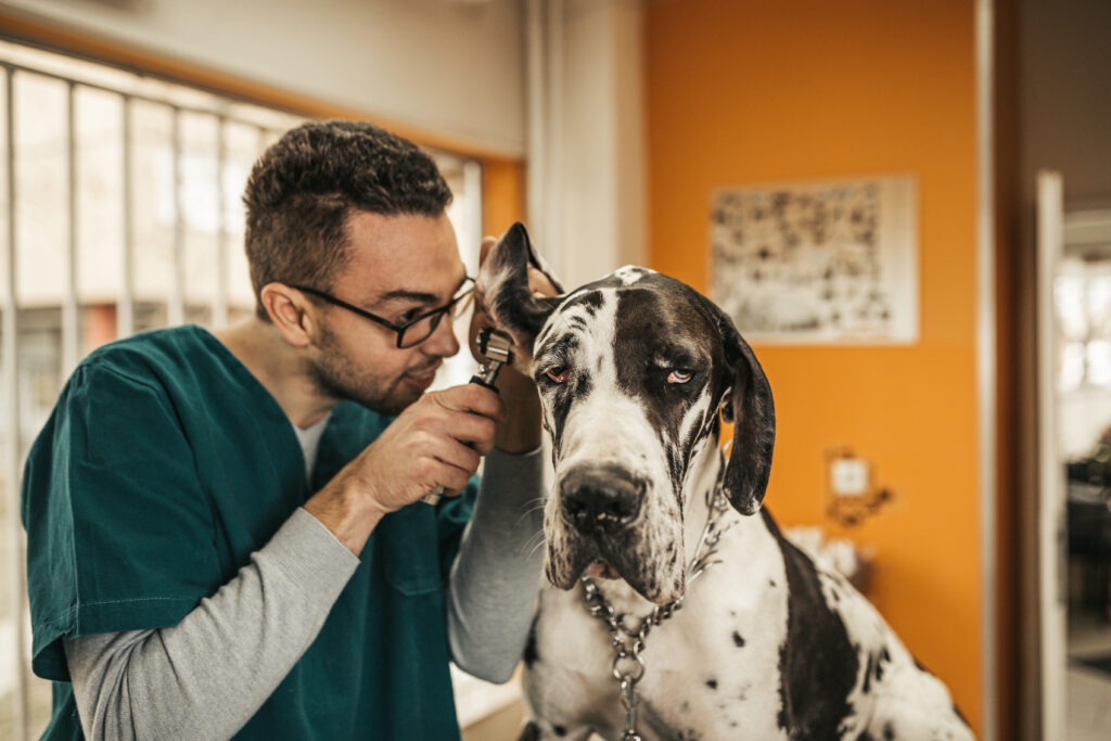 Köpeklerde Mide Dönmesi - The Vets Hub Veteriner Kliniği İzmir