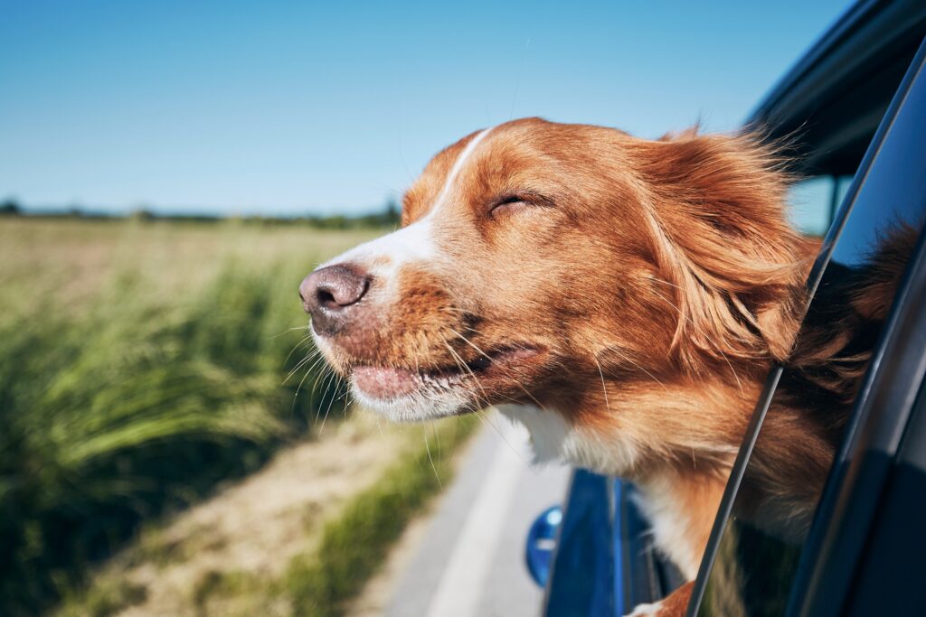 Köpekle Seyahat Araba ve Uçak Yolculuğu Rehberi - The Vets Hub