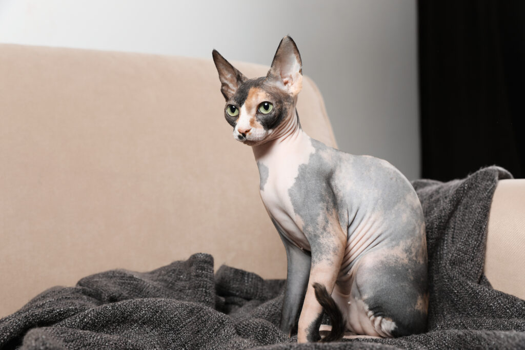 Sfenks Kedisi - The Vets Hub Veteriner Kliniği İzmir