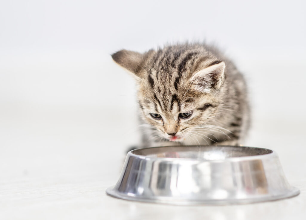 Yavru Kedi Beslenmesi Nasıl Olmalı? - The Vets Hub