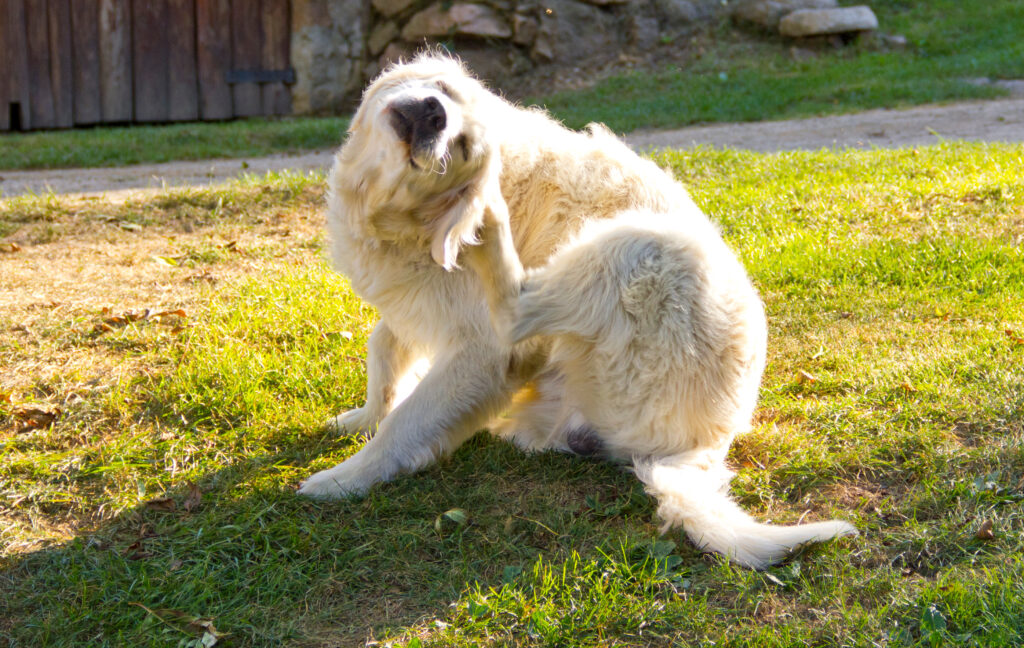 Köpeklerde Pire ve Kene - The Vets Hub Veteriner Kliniği İzmir