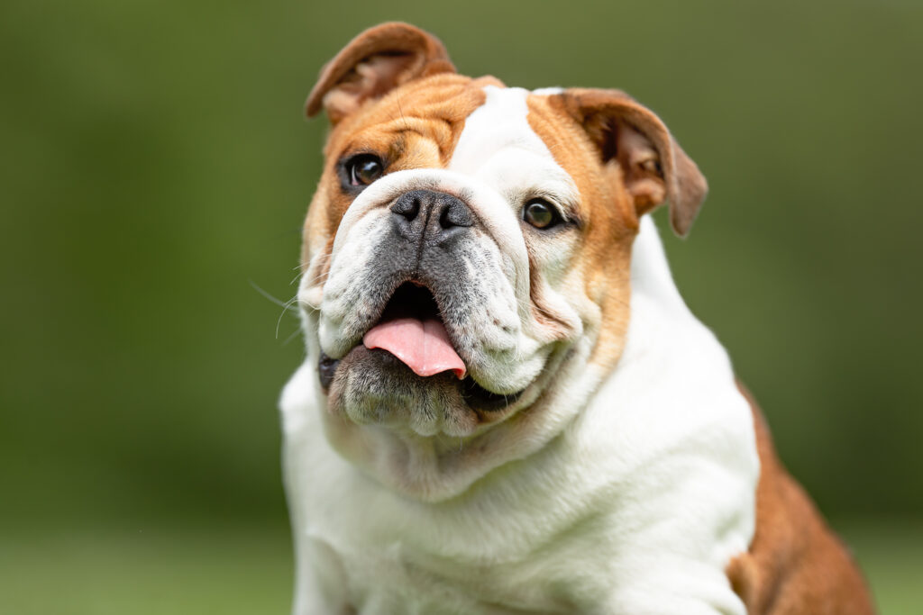İngiliz Bulldog - The Vets Hub