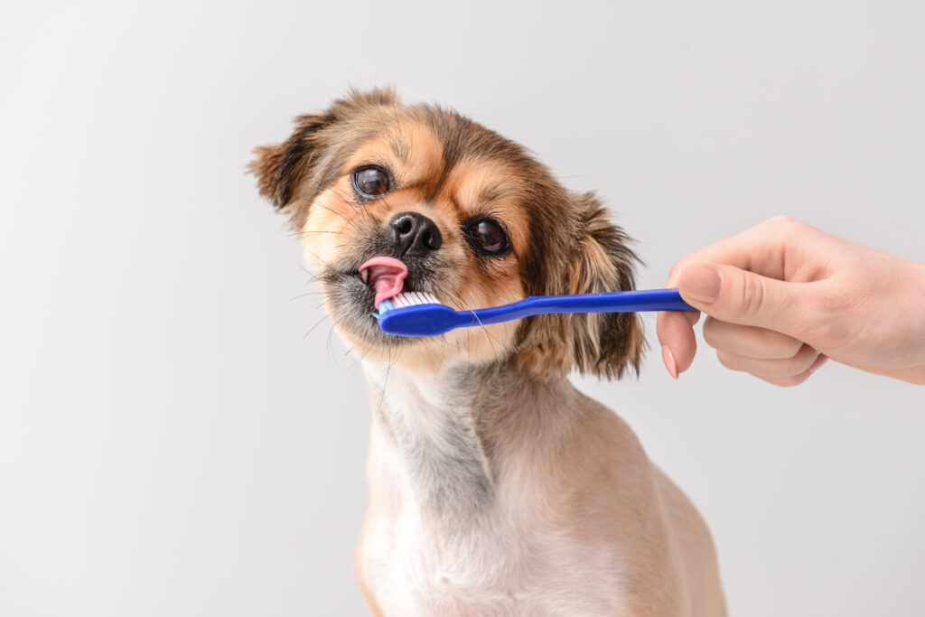 Köpeklerde Diş Fırçalama ve Ağız Bakımı - The Vets Hub