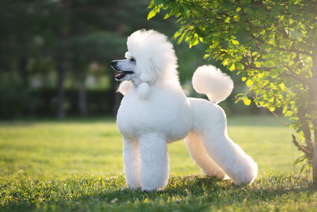 Poodle (Kaniş) - The Vets Hub