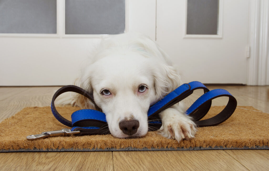 Köpeklerde Ayrılık Kaygısı Belirtileri ve Çözümleri - The Vets Hub